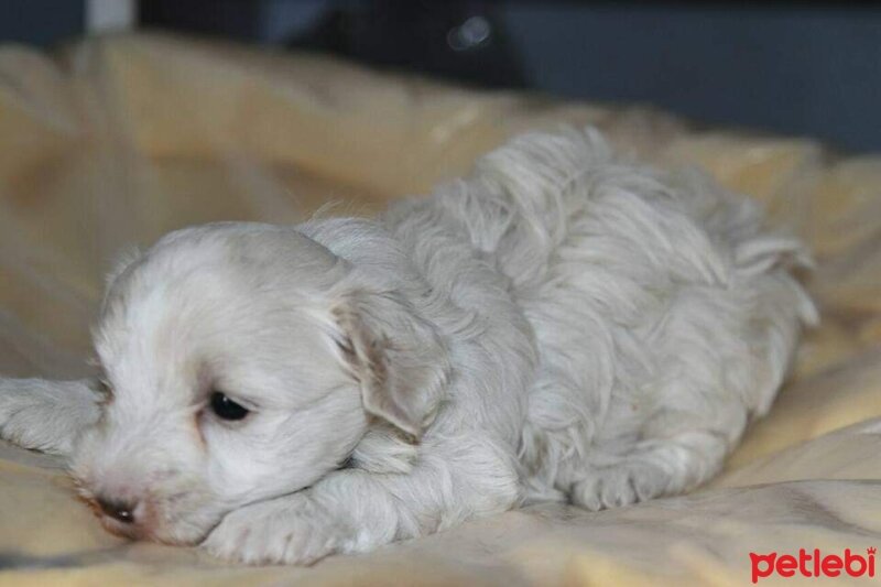 Maltese, Köpek  Rodi fotoğrafı