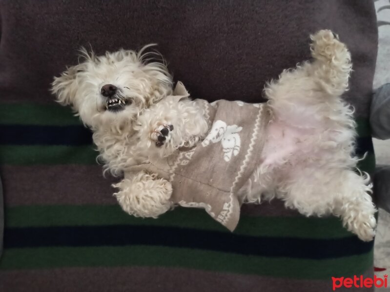 Maltese, Köpek  Rodi fotoğrafı