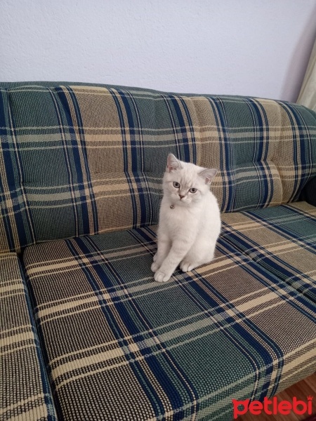 British Shorthair, Kedi  Pamuk fotoğrafı