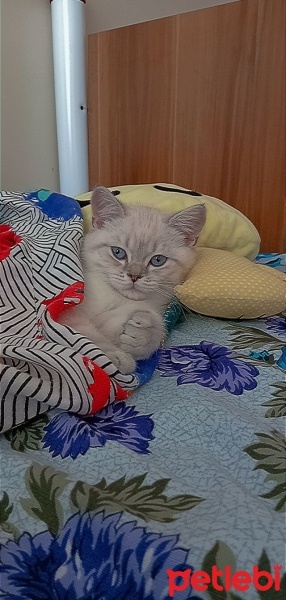 British Shorthair, Kedi  Pamuk fotoğrafı
