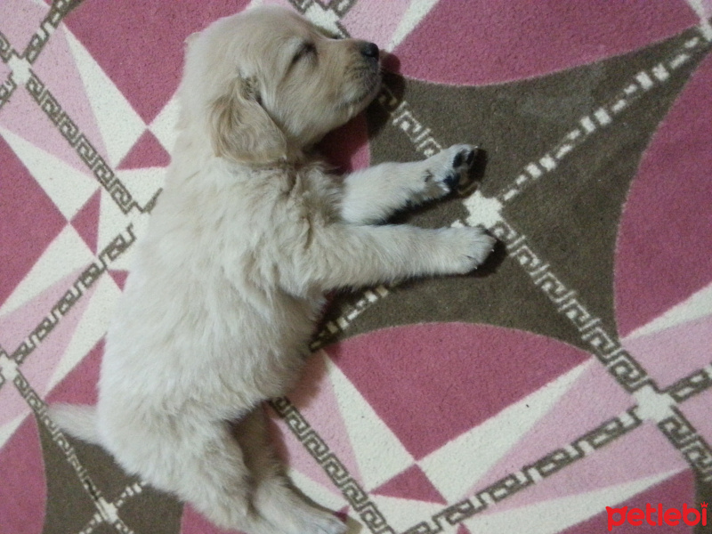 Golden Retriever, Köpek  mango fotoğrafı