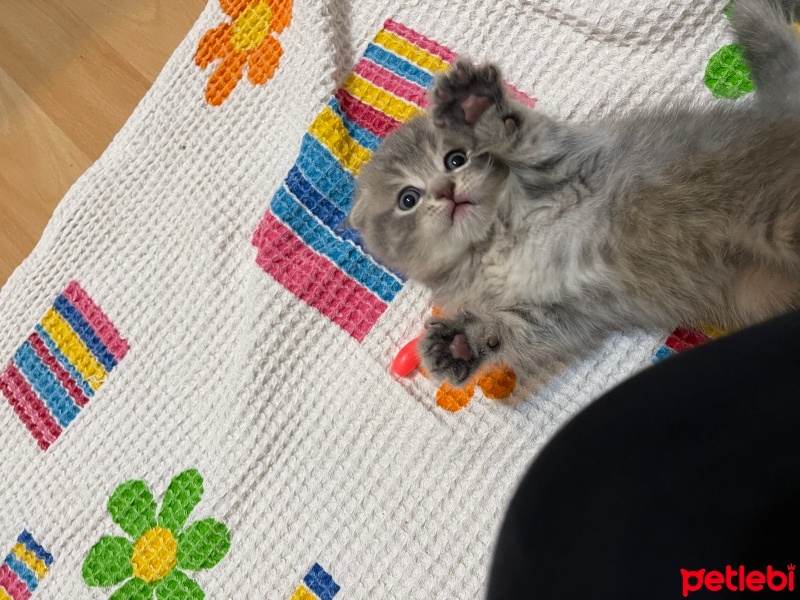 Scottish Fold, Kedi  Scotish fotoğrafı