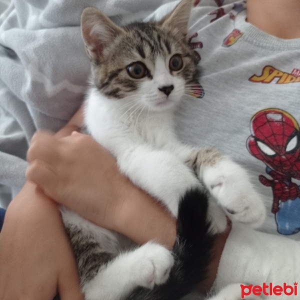Tekir Kedi, Kedi  Duman fotoğrafı