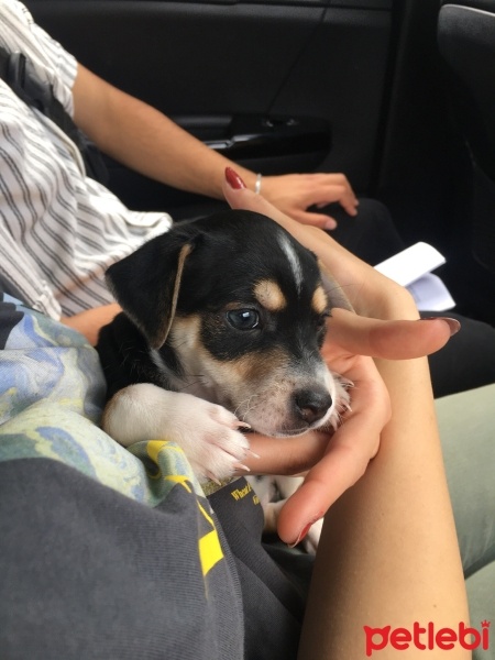 Minyatür Pinscher, Köpek  Şans fotoğrafı