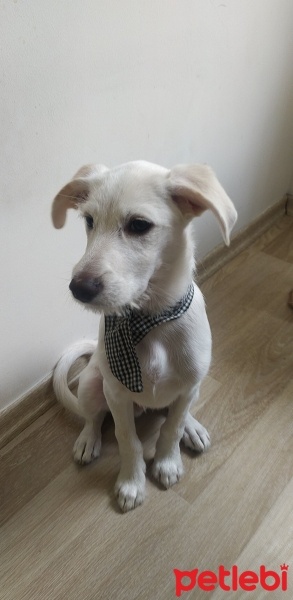 Labrador Retriever, Köpek  Casper fotoğrafı