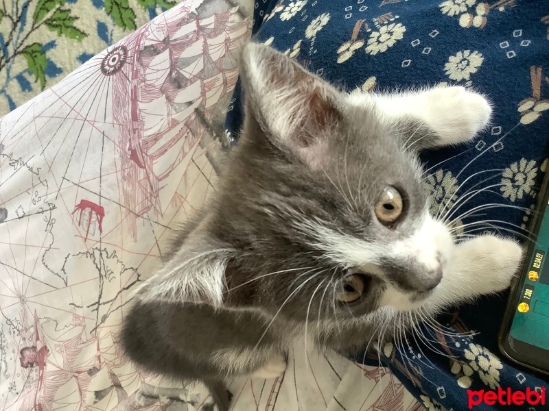 Tekir Kedi, Kedi  Fıstık fotoğrafı