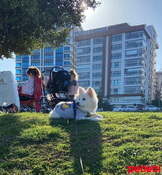 Pomeranyalı, Köpek  Leo fotoğrafı