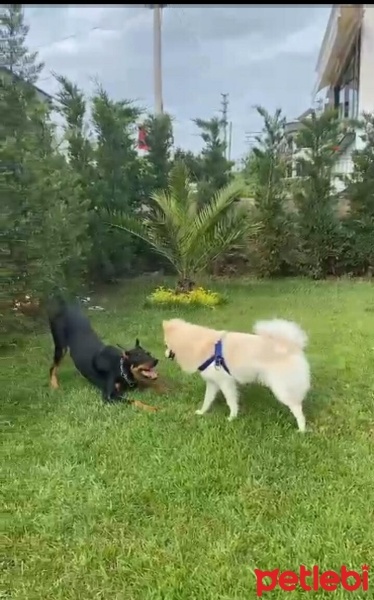 Pomeranyalı, Köpek  Leo fotoğrafı