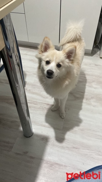 Pomeranyalı, Köpek  Leo fotoğrafı