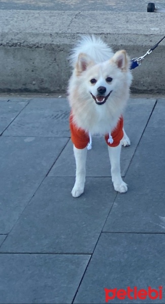 Pomeranyalı, Köpek  Leo fotoğrafı