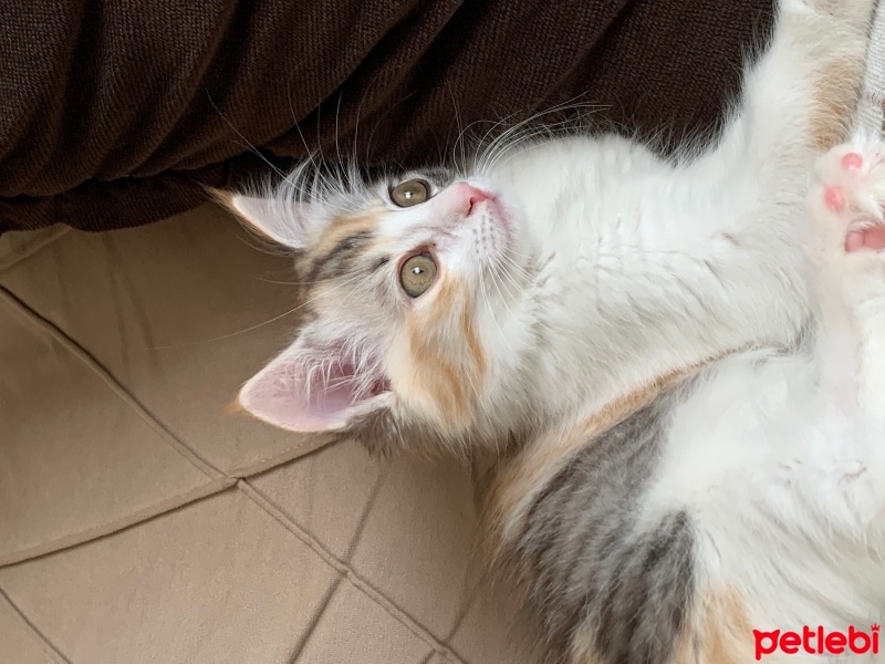Tekir Kedi, Kedi  Fındık fotoğrafı