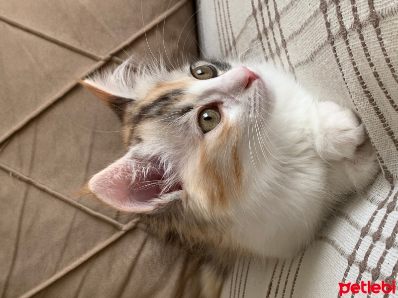 Tekir Kedi, Kedi  Fındık fotoğrafı