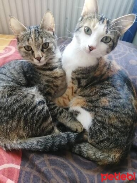Sarman, Kedi  köpük fotoğrafı