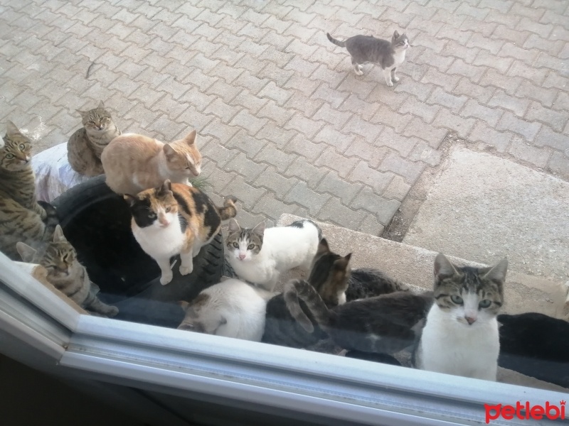 Sarman, Kedi  köpük fotoğrafı