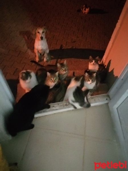 Sarman, Kedi  köpük fotoğrafı