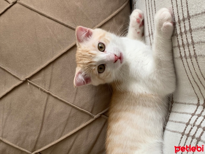 Tekir Kedi, Kedi  Pamuk fotoğrafı
