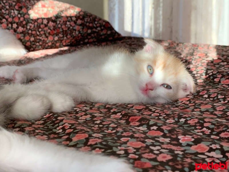 Tekir Kedi, Kedi  Pamuk fotoğrafı