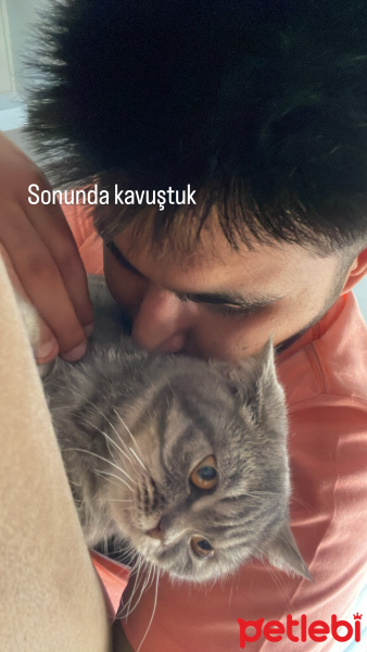 British Shorthair, Kedi  Sütlaç fotoğrafı