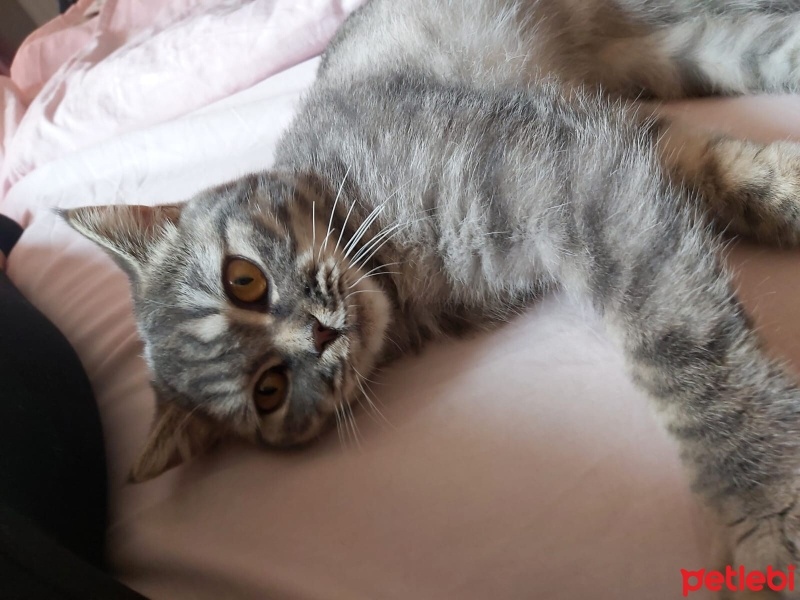 British Shorthair, Kedi  Sütlaç fotoğrafı