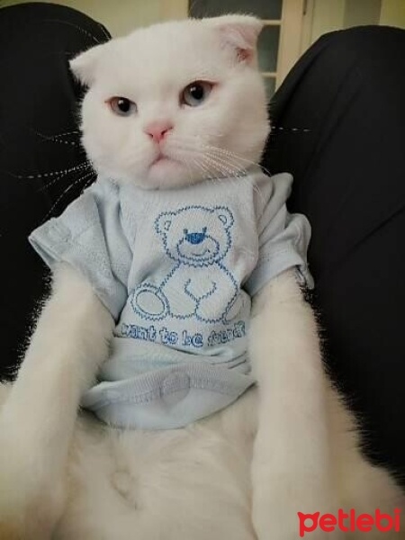 Scottish Fold, Kedi  Mırmır fotoğrafı