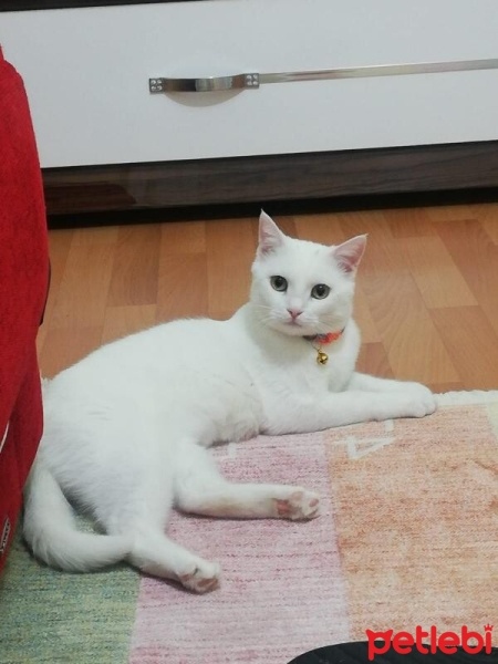 Van Kedisi, Kedi  Pambik fotoğrafı