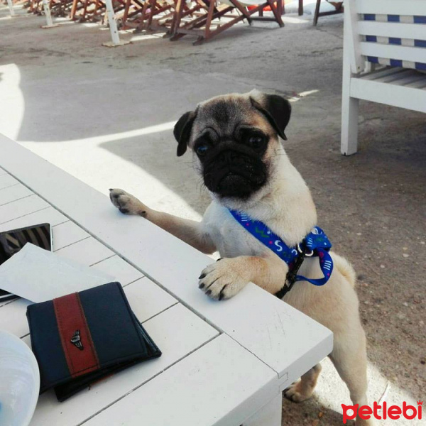 Pug, Köpek  gang fotoğrafı