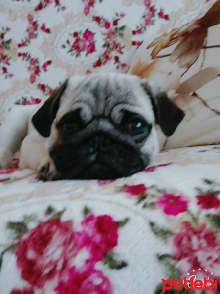 Pug, Köpek  gang fotoğrafı