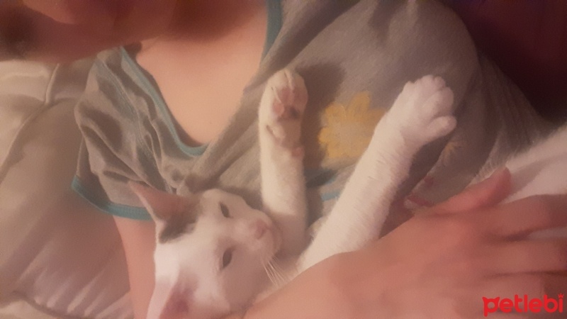 Tekir Kedi, Kedi  Pamuk fotoğrafı