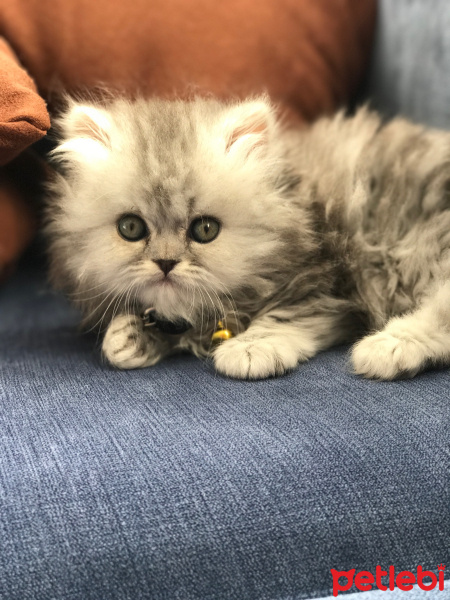 İran Kedisi (Persian), Kedi  Muffin fotoğrafı
