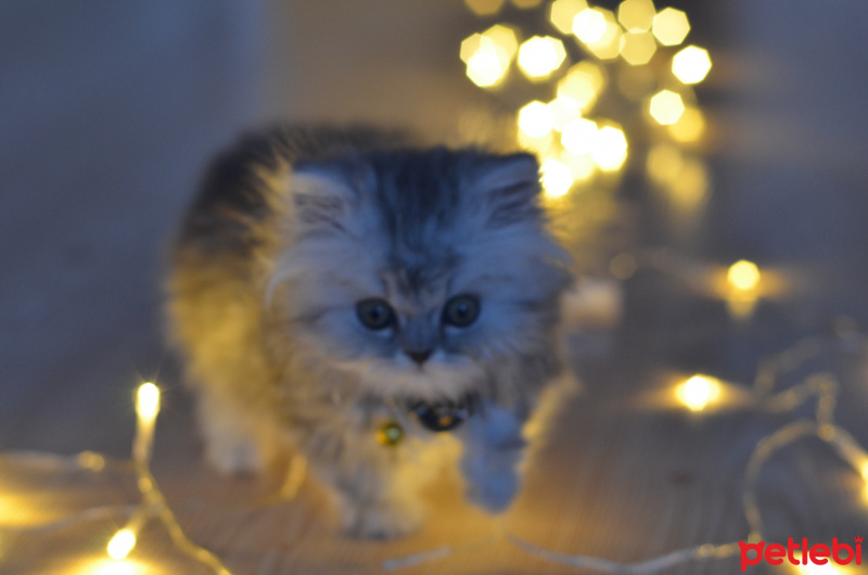 İran Kedisi (Persian), Kedi  Muffin fotoğrafı