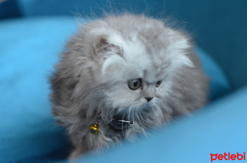İran Kedisi (Persian), Kedi  Muffin fotoğrafı