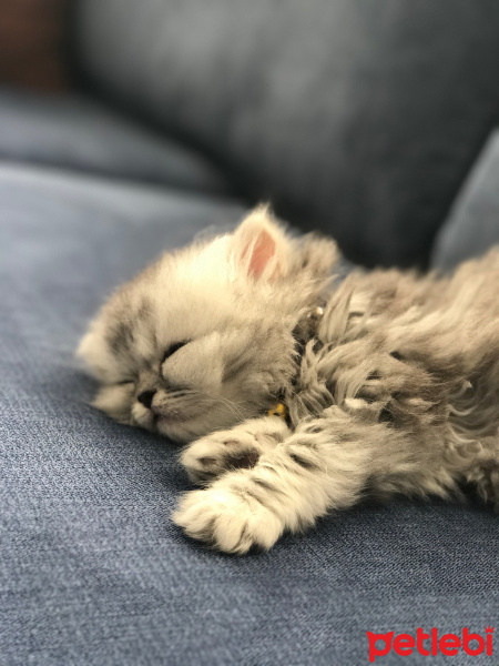 İran Kedisi (Persian), Kedi  Muffin fotoğrafı