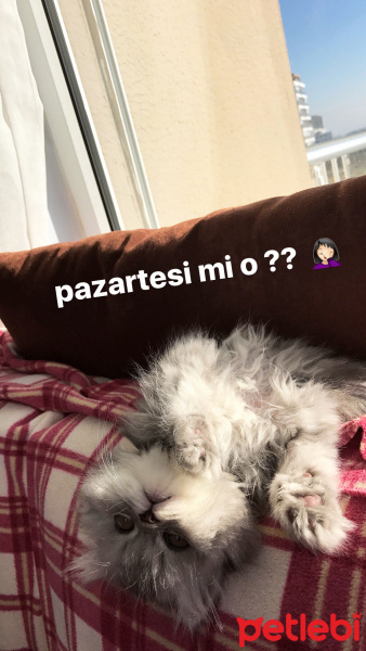 İran Kedisi (Persian), Kedi  Muffin fotoğrafı