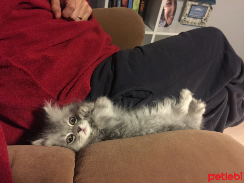 İran Kedisi (Persian), Kedi  Muffin fotoğrafı