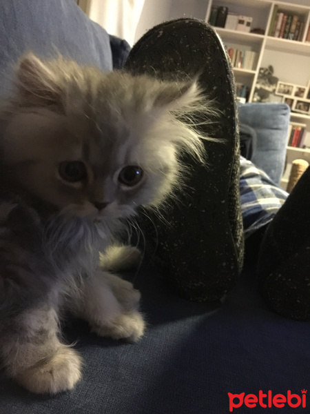 İran Kedisi (Persian), Kedi  Muffin fotoğrafı