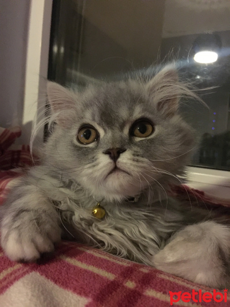 İran Kedisi (Persian), Kedi  Muffin fotoğrafı