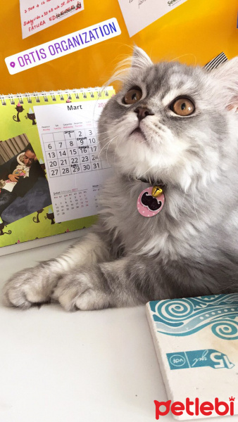 İran Kedisi (Persian), Kedi  Muffin fotoğrafı