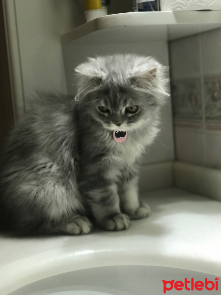 İran Kedisi (Persian), Kedi  Muffin fotoğrafı