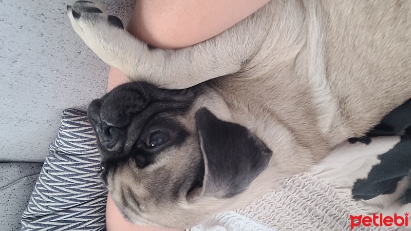 Pug, Köpek  Rocky fotoğrafı