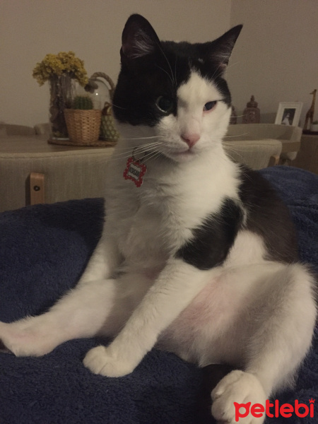 Pappilon, Köpek  yumi fotoğrafı
