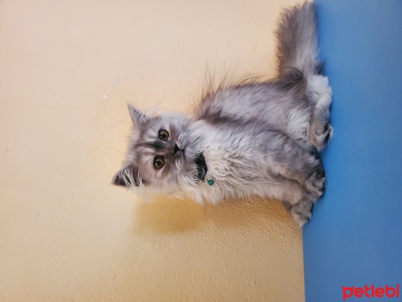Chinchilla, Kedi  Duman fotoğrafı