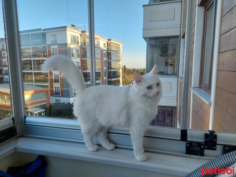 Van Kedisi, Kedi  Sütlaç fotoğrafı