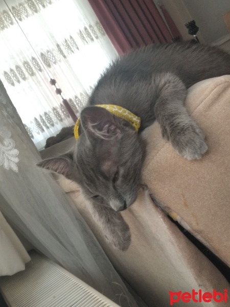 Mavi Rus, Kedi  Duman fotoğrafı