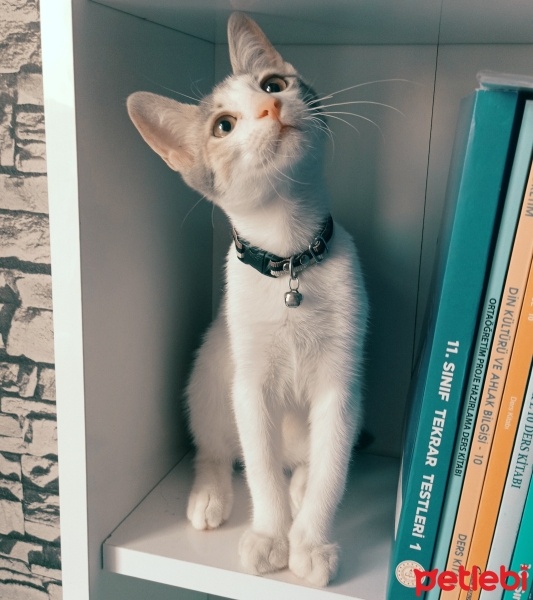 Tekir Kedi, Kedi  Luna fotoğrafı