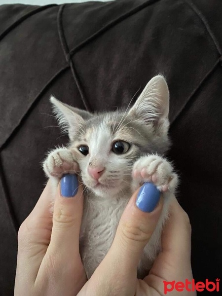 Tekir Kedi, Kedi  Luna fotoğrafı