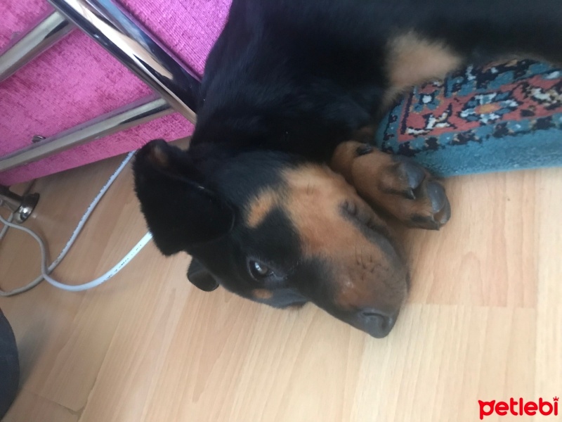 Rottweiler, Köpek  Boyka fotoğrafı