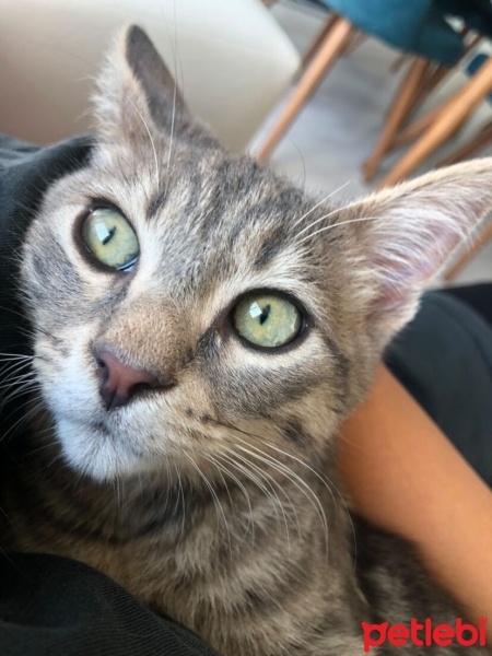 Tekir Kedi, Kedi  Gri fotoğrafı