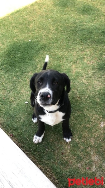 Rottweiler, Köpek  Alyoşa fotoğrafı