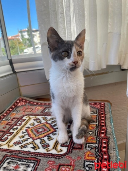 Sarman, Kedi  Patates ve Güzel fotoğrafı