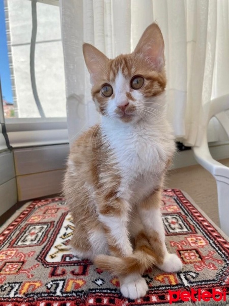 Sarman, Kedi  Patates ve Güzel fotoğrafı